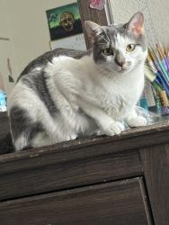 Lost Male Cat last seen Near , Albuquerque, NM 87102