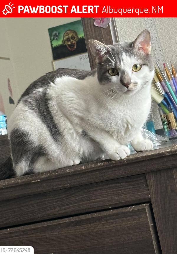 Lost Male Cat last seen Near , Albuquerque, NM 87102