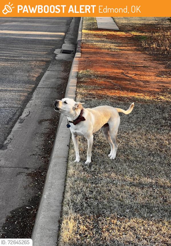 Found/Stray Unknown Dog last seen Shortgrass and Hollowdale, Edmond, OK 73003