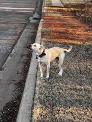 Found/Stray Unknown Dog last seen Shortgrass and Hollowdale, Edmond, OK 73003