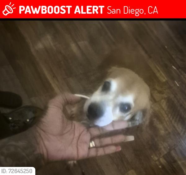 Lost Male Dog last seen 32nd, San Diego, CA 92113
