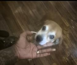 Lost Male Dog last seen 32nd, San Diego, CA 92113