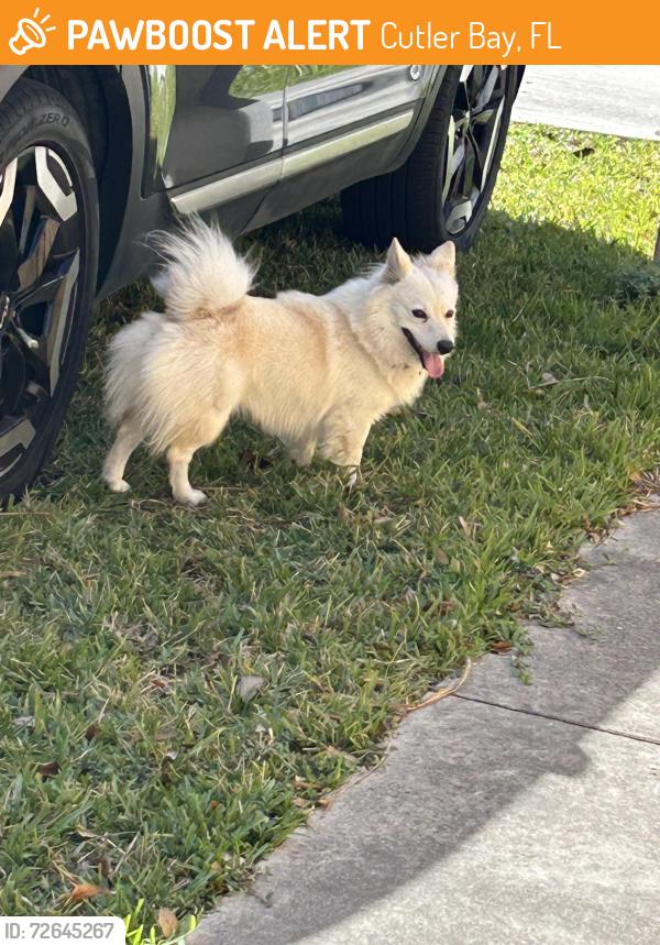 Found/Stray Unknown Dog last seen Caribbean Blvd and 104, Cutler Bay, FL 33189