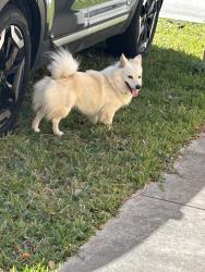 Found/Stray Unknown Dog last seen Caribbean Blvd and 104, Cutler Bay, FL 33189