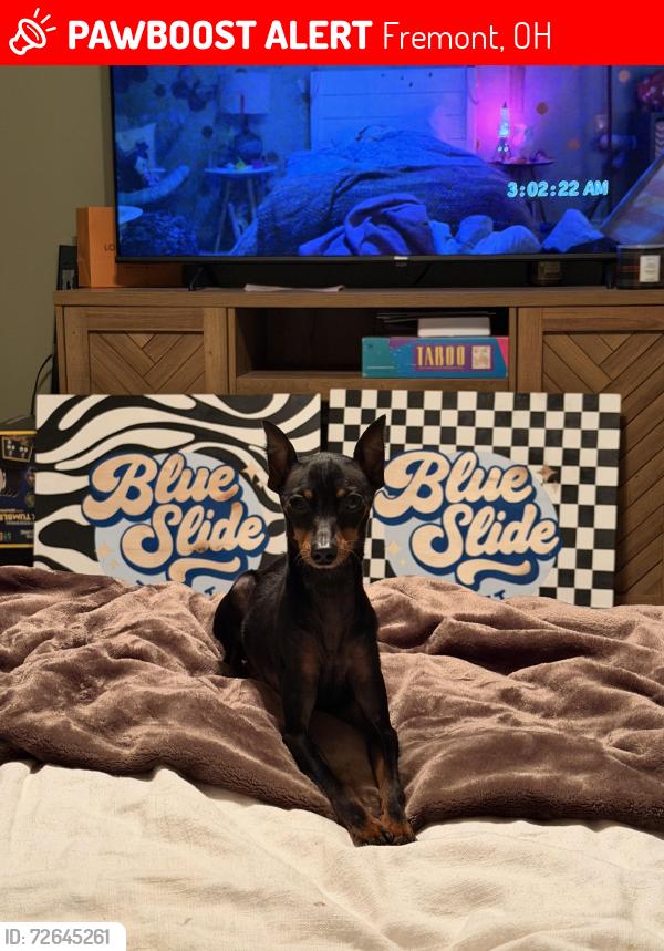 Lost Male Dog last seen hampton rd and barker road, Fremont, OH 43420