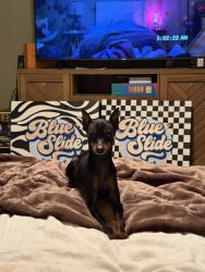 Lost Male Dog last seen hampton rd and barker road, Fremont, OH 43420