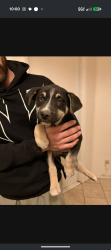 Found/Stray Female Dog last seen Balsam and Lindero , Victorville, CA 92395