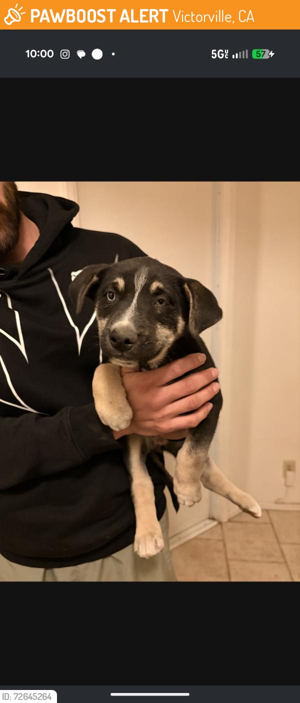 Found/Stray Female Dog last seen Balsam and Lindero , Victorville, CA 92395