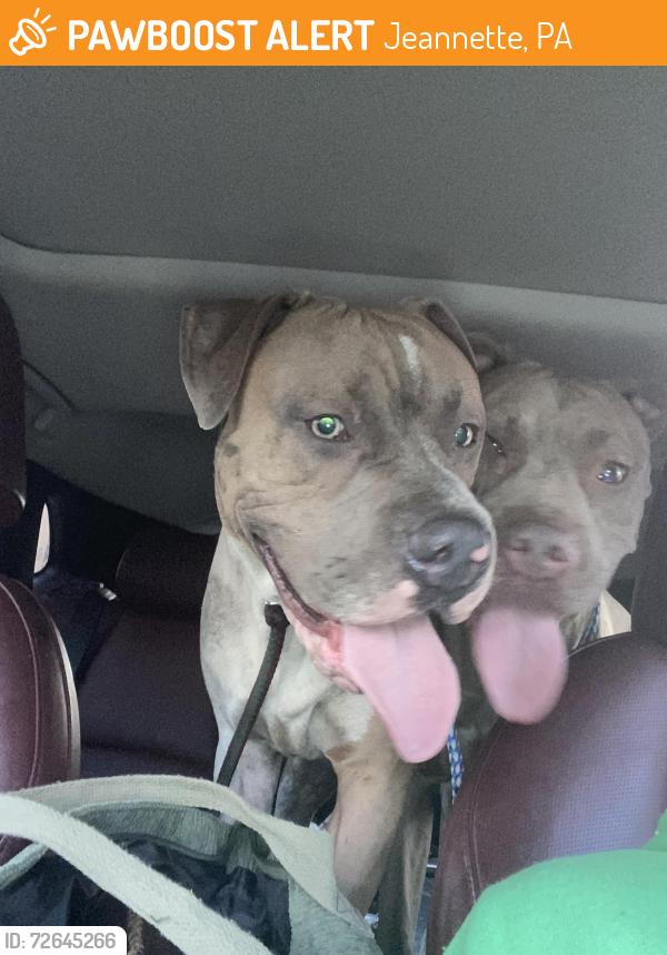Found/Stray Male Dog last seen End of 2nd by rt 130 , Jeannette, PA 15644