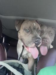 Found/Stray Male Dog last seen End of 2nd by rt 130 , Jeannette, PA 15644
