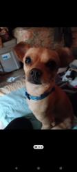 Lost Male Dog last seen Burbank school, Hayward, CA 94541