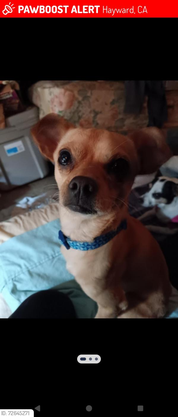 Lost Male Dog last seen Burbank school, Hayward, CA 94541