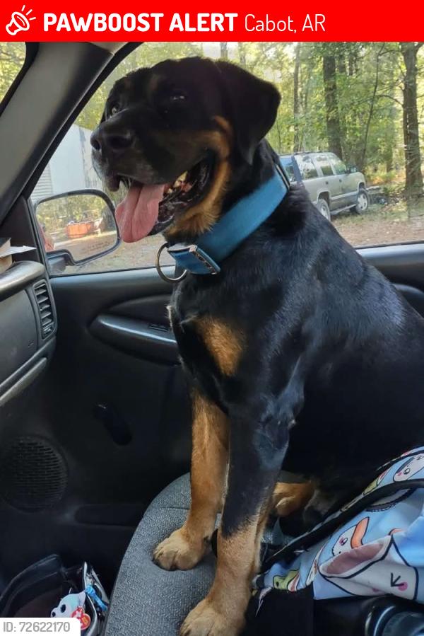 Lost Male Dog last seen Windwood Loop Cabot Arkansas , Cabot, AR 72023