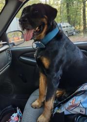 Lost Male Dog last seen Windwood Loop Cabot Arkansas , Cabot, AR 72023