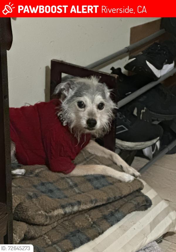 Lost Female Dog last seen Paden St., Riverside, CA 92504