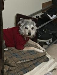Lost Female Dog last seen Paden St., Riverside, CA 92504