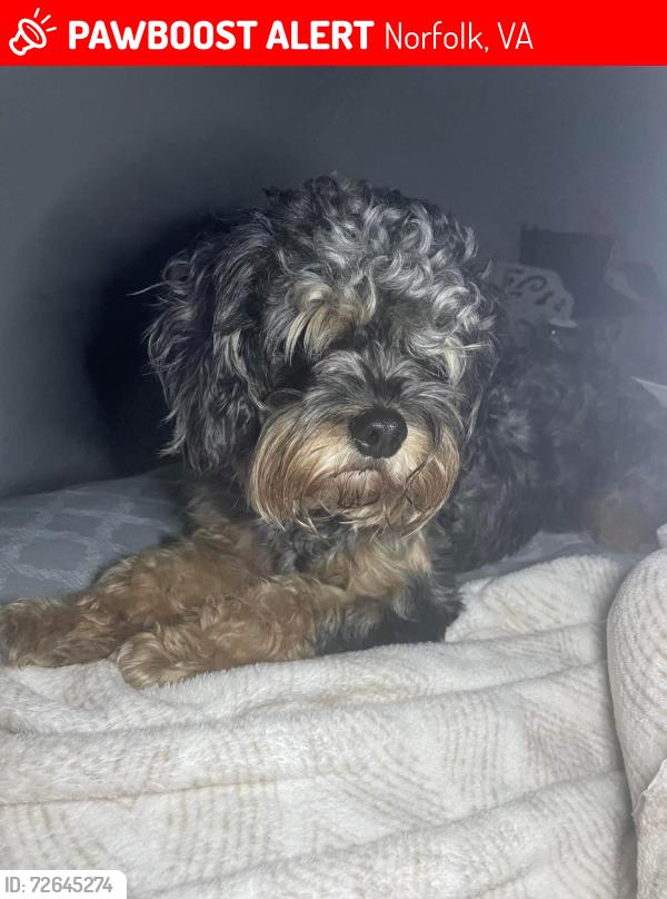 Lost Male Dog last seen Sewell’s Point Rd and Johnston Rd, Norfolk, VA 23513