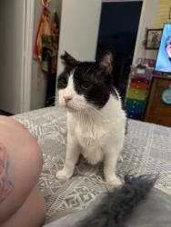 Lost Male Cat last seen 60th and Rosamond blvd , Rosamond, CA 93560