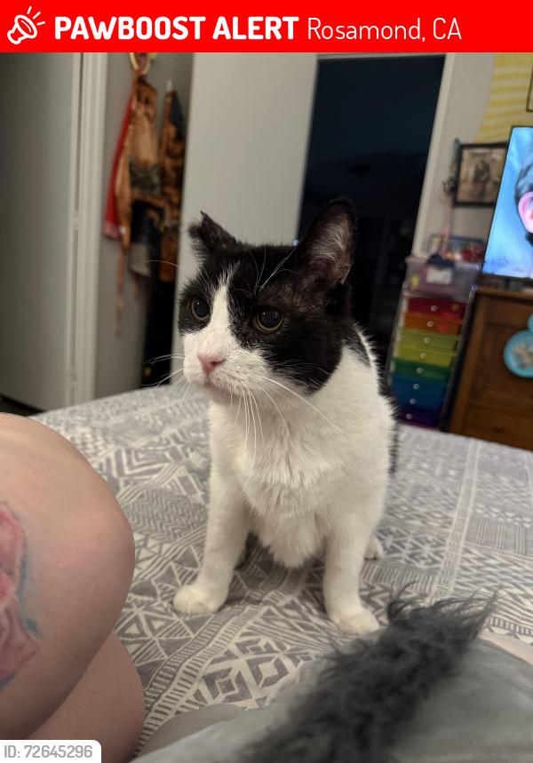 Lost Male Cat last seen 60th and Rosamond blvd , Rosamond, CA 93560