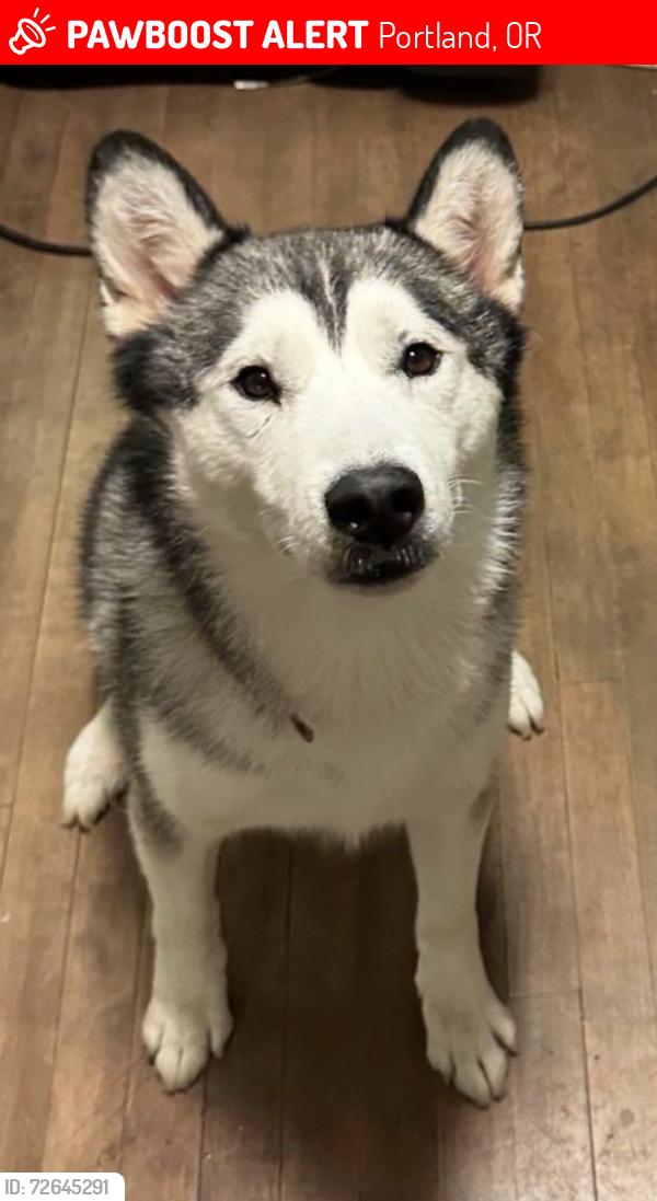 Lost Male Dog last seen Near se pine street , Portland, OR 97216