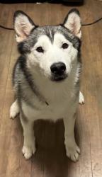 Lost Male Dog last seen Near se pine street , Portland, OR 97216
