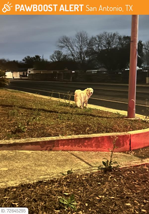 Found/Stray Unknown Dog last seen Rim Rock Trail & Woodline Drive (Not far from Timberidge Park), San Antonio, TX 78251