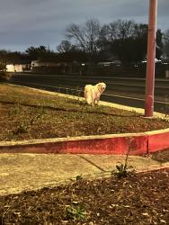 Found/Stray Unknown Dog last seen Rim Rock Trail & Woodline Drive (Not far from Timberidge Park), San Antonio, TX 78251