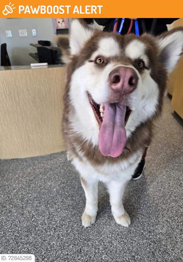 Found/Stray Unknown Dog last seen Tutt and wooden, found near cumbre vista park, Colorado Springs, CO 80924