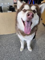 Found/Stray Unknown Dog last seen Tutt and wooden, found near cumbre vista park, Colorado Springs, CO 80924