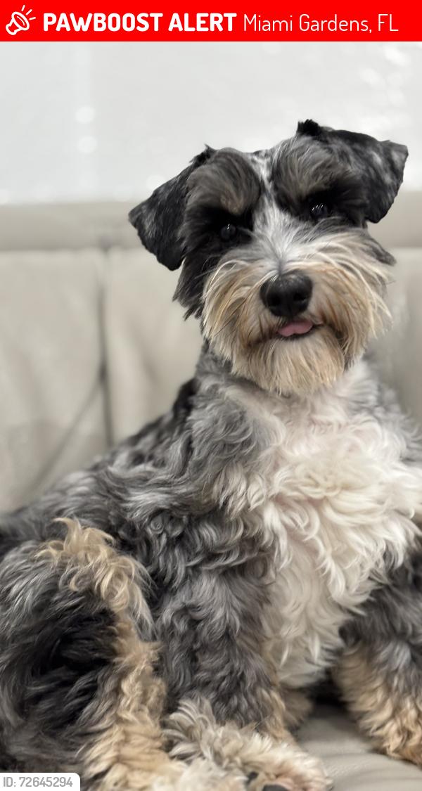 Lost Male Dog last seen Near nw 42 ave Miami Gardens , Miami Gardens, FL 33054