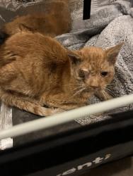 Found/Stray Unknown Cat last seen fairfield, Plainfield, IL 60586