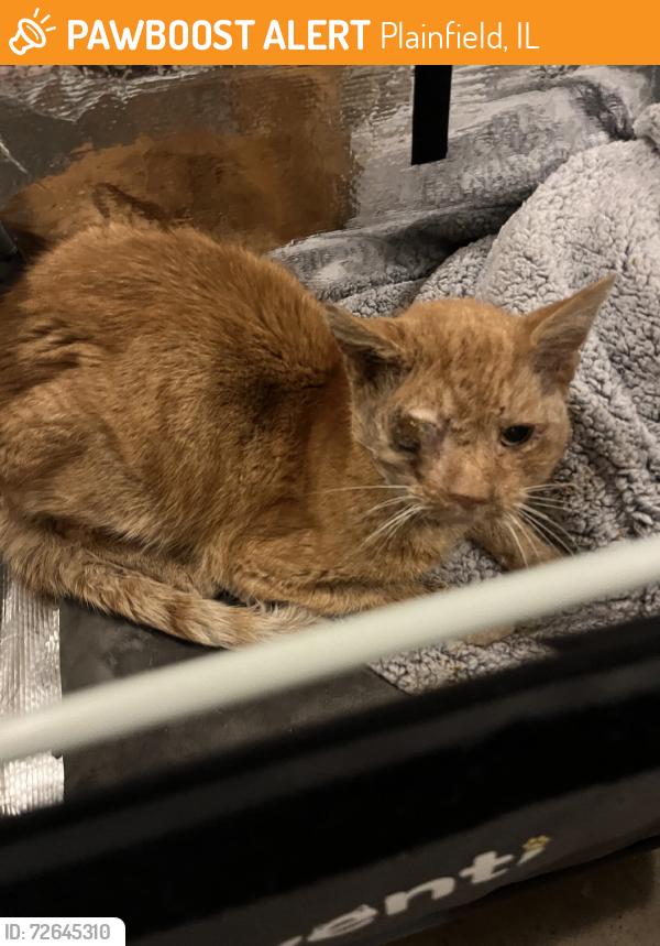 Found/Stray Unknown Cat last seen fairfield, Plainfield, IL 60586