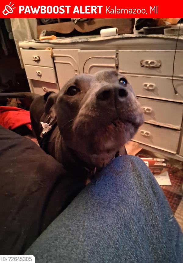 Lost Male Dog last seen Patterson and Bur, Kalamazoo, MI 49007