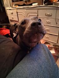 Lost Male Dog last seen Patterson and Bur, Kalamazoo, MI 49007