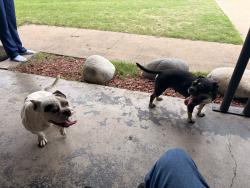 Found/Stray Male Dog last seen Near Hensley Drive, Fort Worth, TX 76134