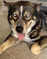 Found/Stray Male Dog last seen Sól alegre subdivision , Edinburg, TX 78542