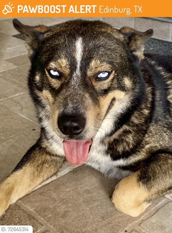 Found/Stray Male Dog last seen Sól alegre subdivision , Edinburg, TX 78542