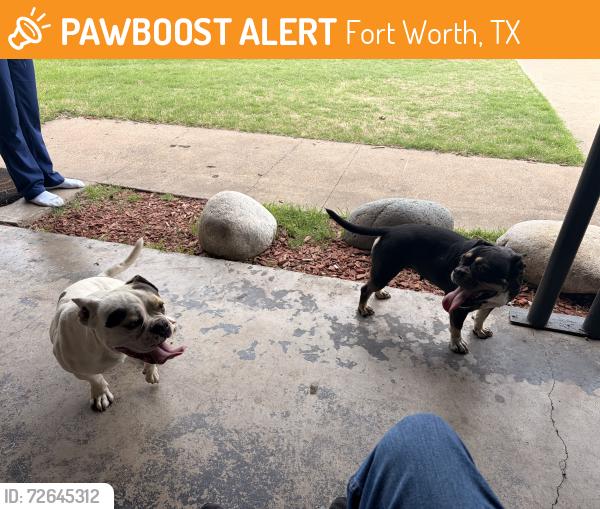 Found/Stray Male Dog last seen Near Hensley Drive, Fort Worth, TX 76134