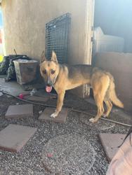 Found/Stray Male Dog last seen E Shast Dr and Illinois Ave Colton, CA, Colton, CA 92324