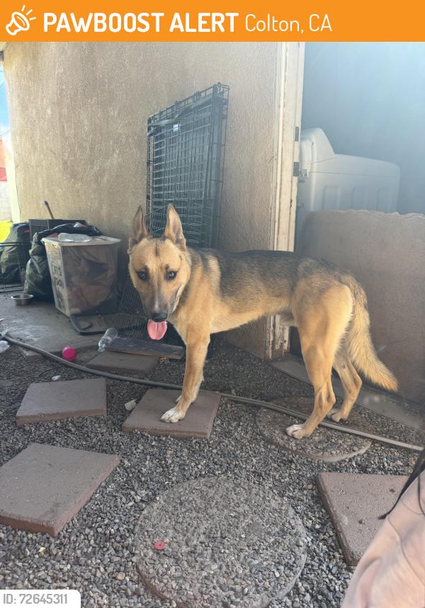 Found/Stray Male Dog last seen E Shast Dr and Illinois Ave Colton, CA, Colton, CA 92324