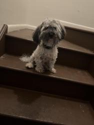 Lost Female Dog last seen Raymond & bethel , Indianapolis, IN 46203