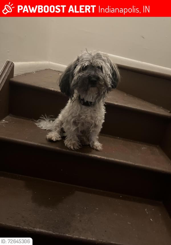Lost Female Dog last seen Raymond & bethel , Indianapolis, IN 46203