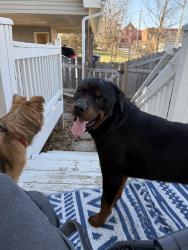 Found/Stray Male Dog last seen Spring Street and Farmer St, Independence, MO 64050