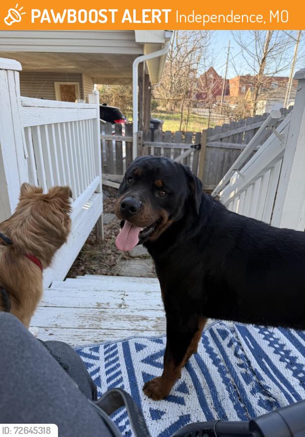 Found/Stray Male Dog last seen Spring Street and Farmer St, Independence, MO 64050