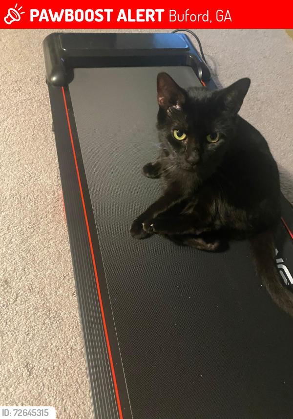 Lost Male Cat last seen Buford ga, begin Toyota autonation, Buford, GA 30519