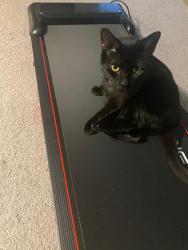 Lost Male Cat last seen Buford ga, begin Toyota autonation, Buford, GA 30519