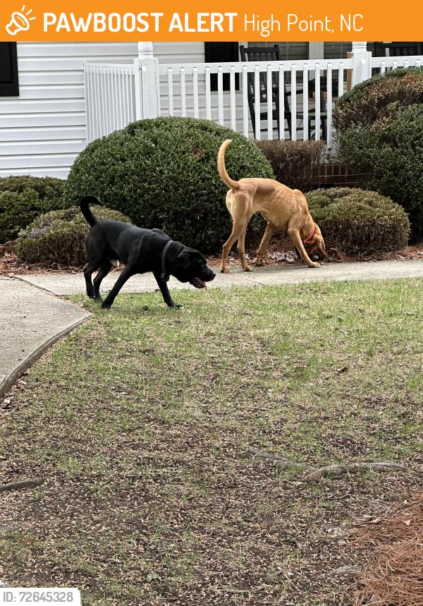 Found/Stray Male Dog last seen Southpark Dr and Hughes Court, High Point, NC 27263