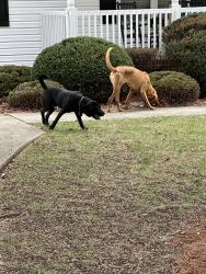Found/Stray Male Dog last seen Southpark Dr and Hughes Court, High Point, NC 27263