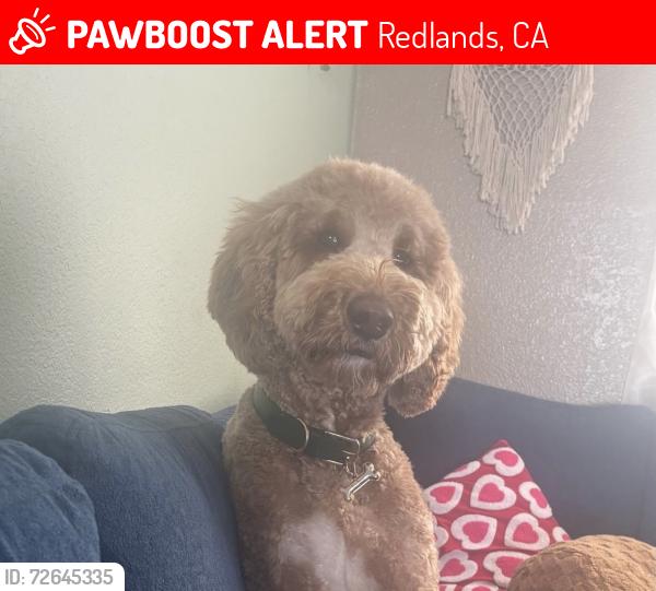 Lost Male Dog last seen Lugonia Ave and Church, Redlands, CA 92374
