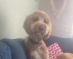 Lost Male Dog last seen Lugonia Ave and Church, Redlands, CA 92374